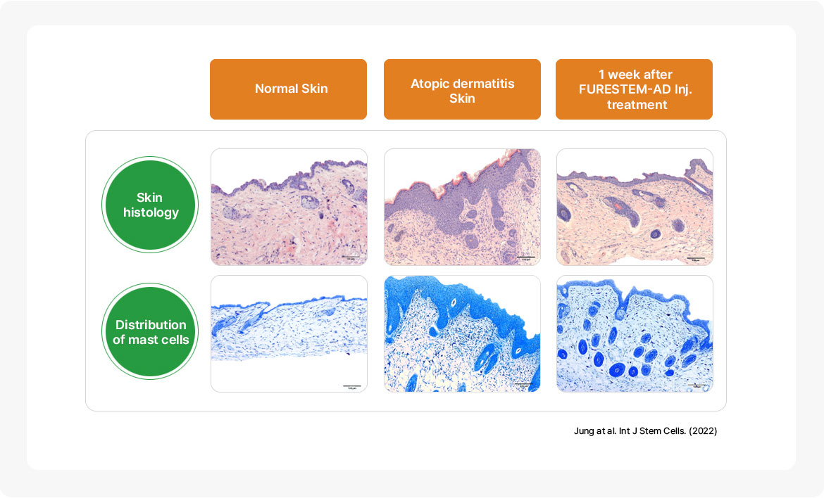 In vivo studies on the efficacy of FURESTEM-AD® Inj.