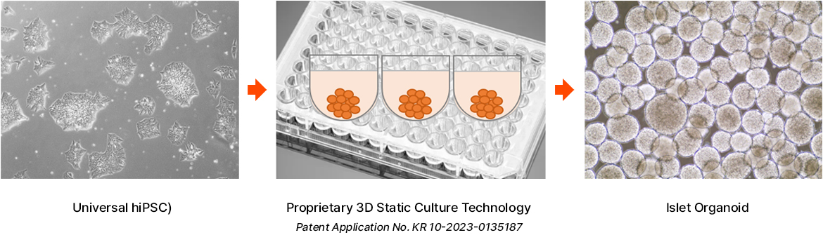 Key Features of the Islet Organoid