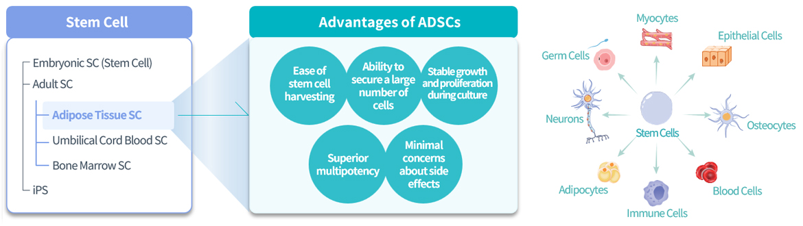Why Adipose-Derived Stem Cells?