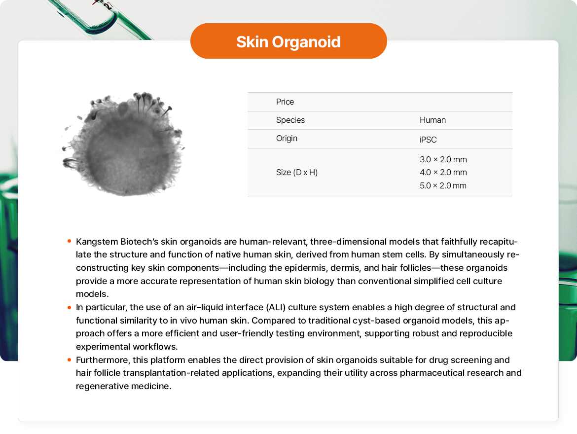 Skin Organoid