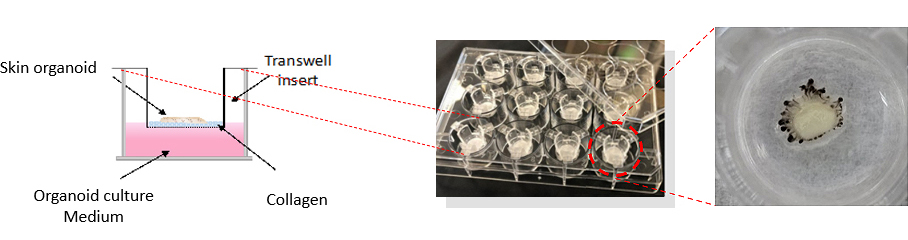 Air-Liquid Interface(ALI) Culture