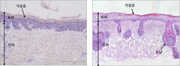 Reconstruction of an integrated epidermal, dermal, and subcutaneous adipose layer