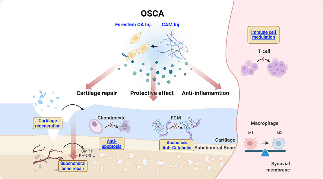 골관절염 치료제 OSCA의 치료 기전