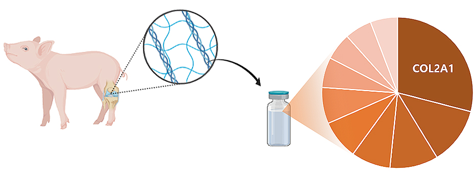 연골기질과 유사한 고기능성 ECM주사제