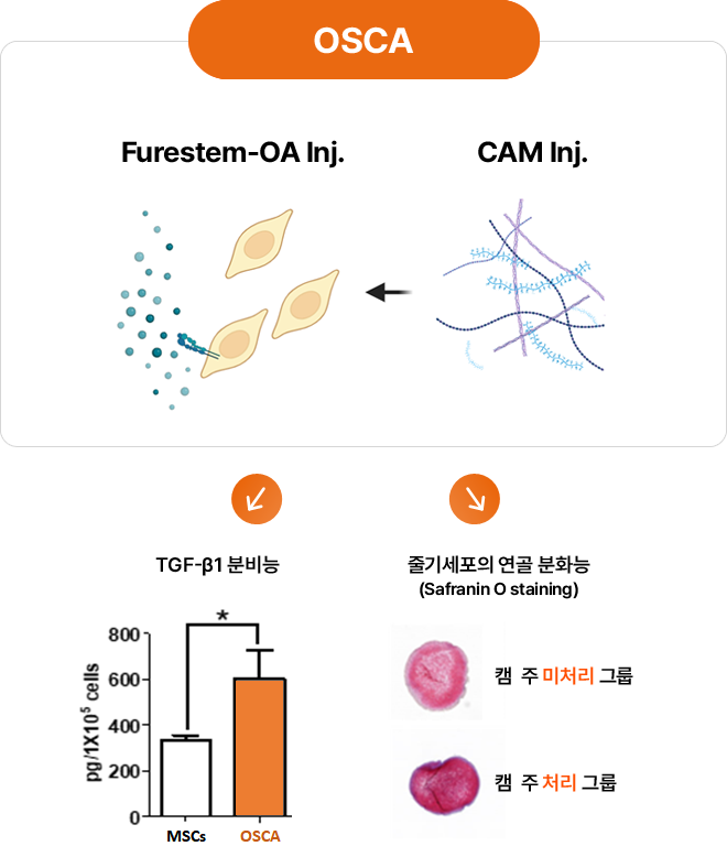 캠 주에 의한 줄기세포 효능의 증폭