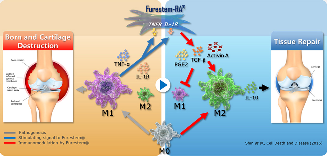 제대혈 유래 줄기세포 염증 조절 작용기전 모식도