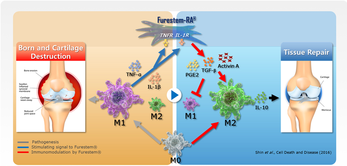 제대혈 유래 줄기세포 염증 조절 작용기전 모식도