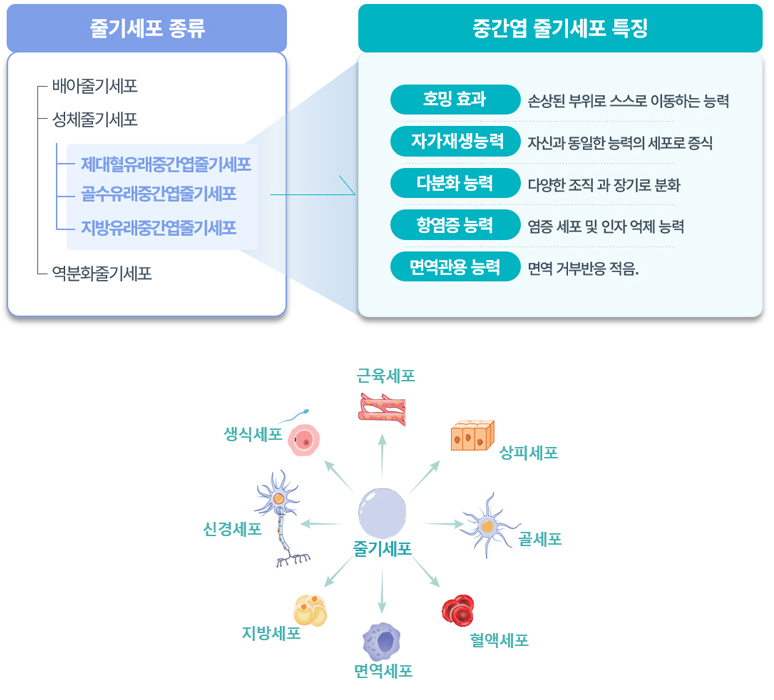 중간엽 줄기세포 특징 및 기능