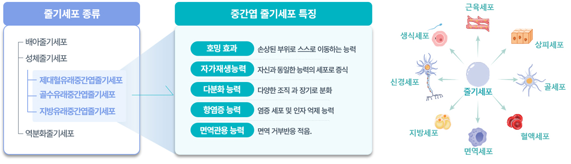 중간엽 줄기세포 특징 및 기능