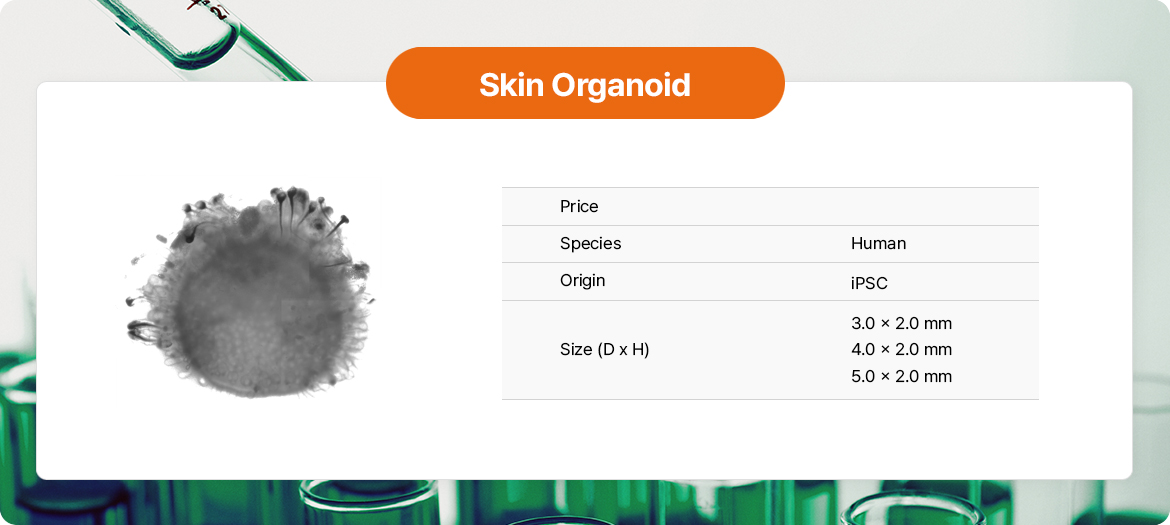 Skin Organoid
