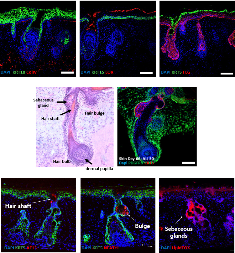 Reproduction of key structural features of human skin