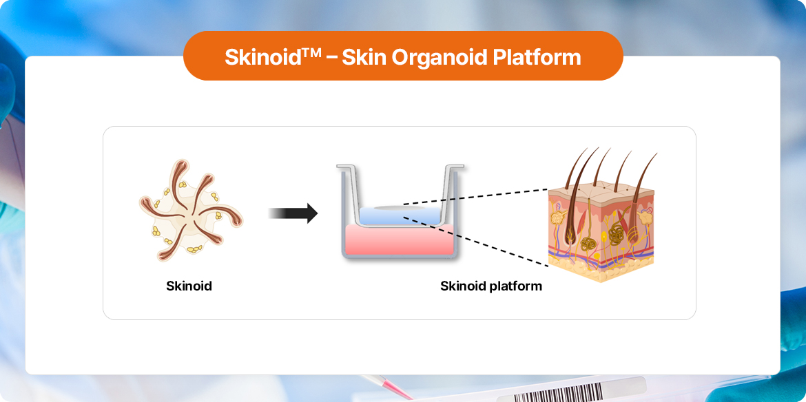 Skin Organoid Platform