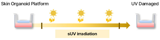 Skin Organoid Platform_UV 손상 모델