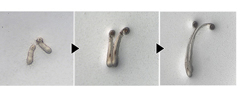 Hair follicle growth