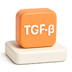 형질변환성장인자