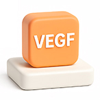 혈관내피 성장인자
